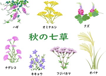 秋の七草それぞれの花言葉⑦