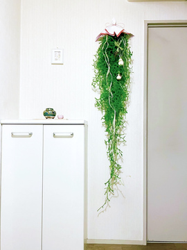 掛蓬莱
昨年よりは長く作りたい