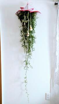 掛蓬莱
今年も作りました