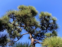 誕生木って知ってますか？1月